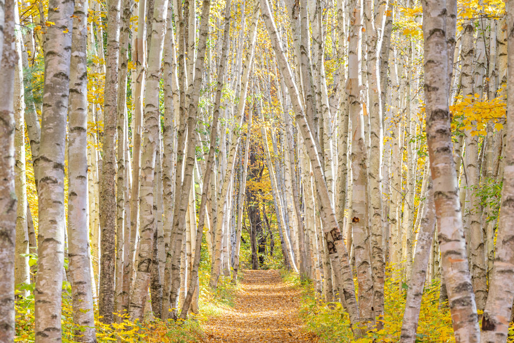 New Hampshire Birches Photography Art | Jeremy Noyes Fine Art Photography