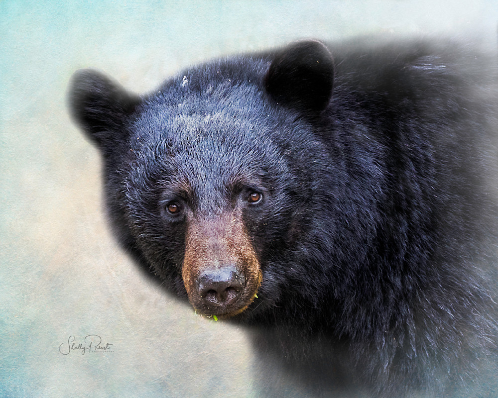 Portrait Of A Black Bear Photography Art | Shelly Priest Photography