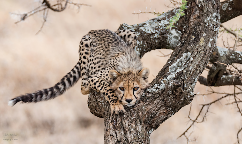Curious Cheetah Cub Photography Art | johnnelson