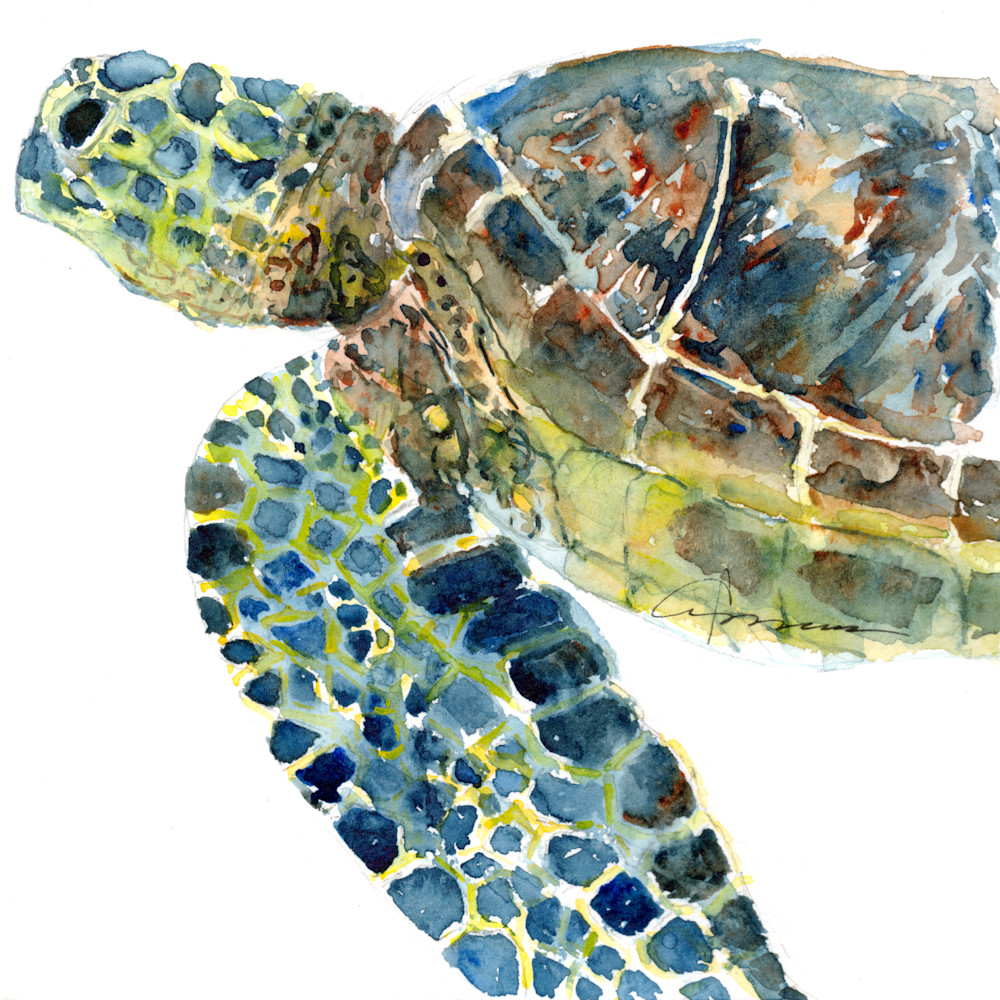 Sea Turtle 14 Watercolor Print | Claudia Hafner Watercolor