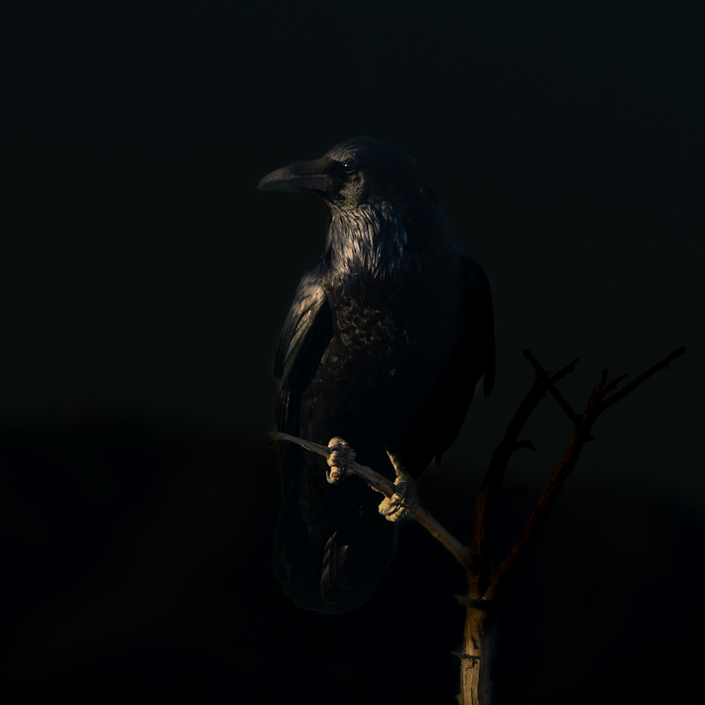 The Raven Photography Art | Kelly Nine Photography