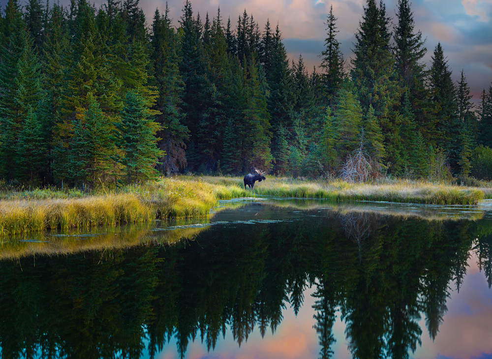Tetons Moose Photography Art | Kates Nature Photography, Inc.