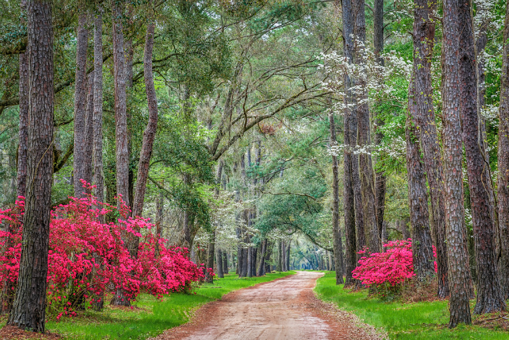 In Bloom Art | Rhonda Kingen Photography