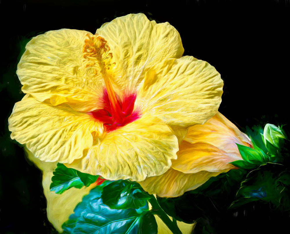 Apects Of A Hibiscus 'elima (Artisan Collection) Photography Art | Soaring Whales Photography LLC