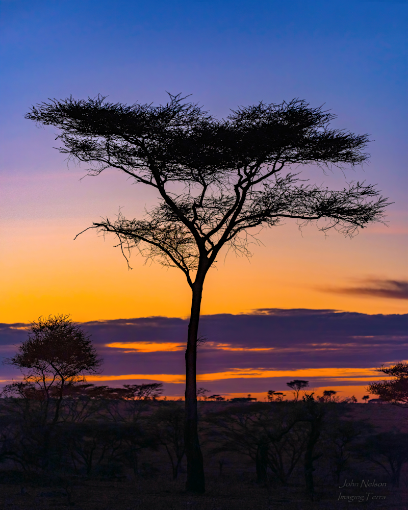 Dawn On The Serengeti Photography Art | johnnelson