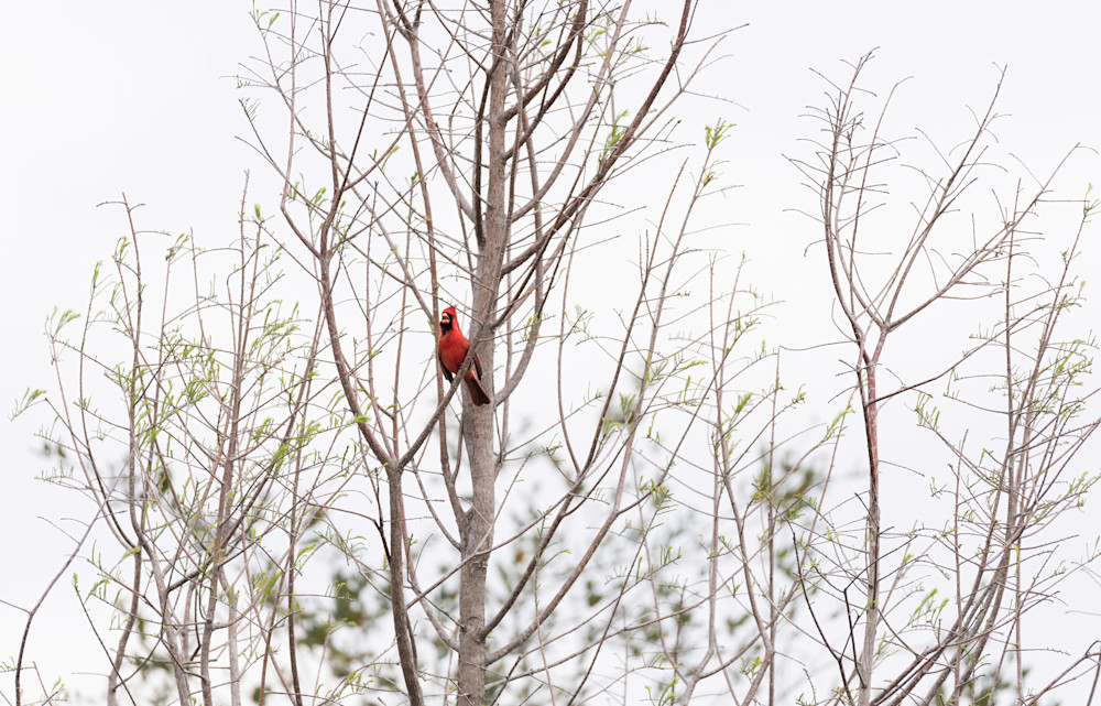 A Cardinal In Spring Photography Art | johnnelson