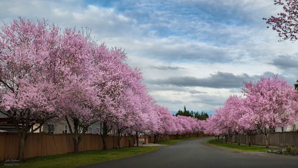 Cherry Trees In Spring Photography Art | johnnelson