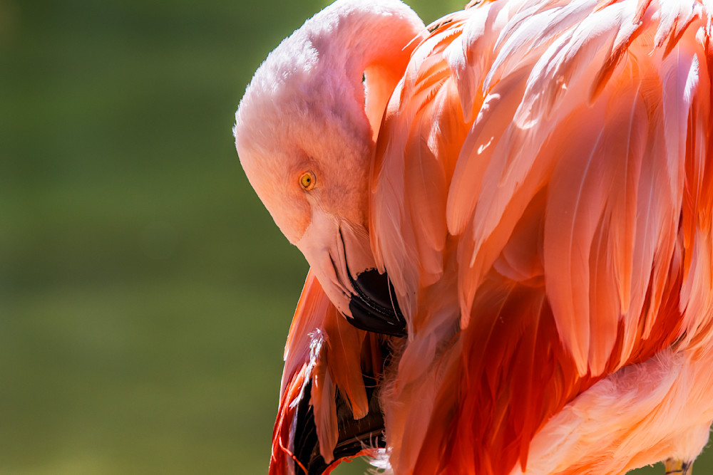 Pink Flamingo Naptime Photography Art | Images By Cheri