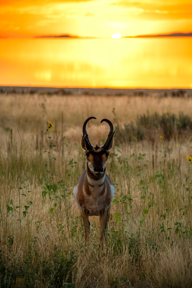 Pronghorn At Sunset Photography Art | Images By Cheri