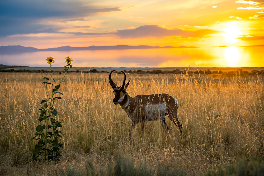 Antelope Island Pronghorn Sunset Photography Art | Images By Cheri