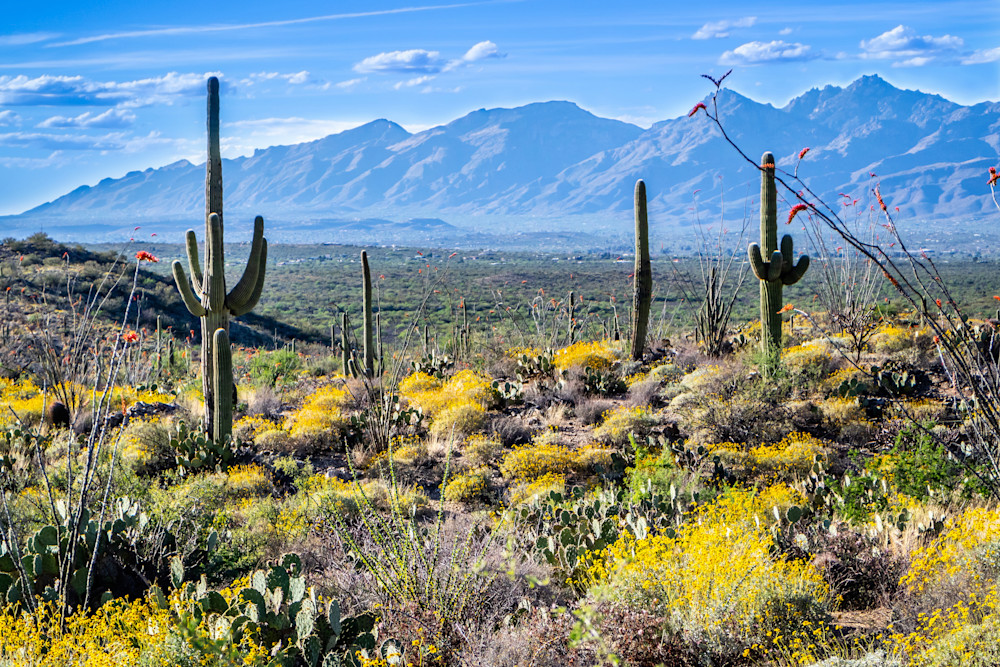 Saguaro Cactus In The Sonoran Desert Of Arizona Photography Art | Images By Cheri