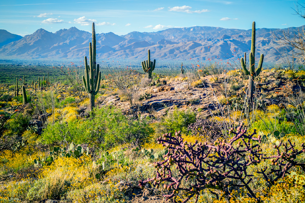 Saguaro National Park East Photography Art | Images By Cheri