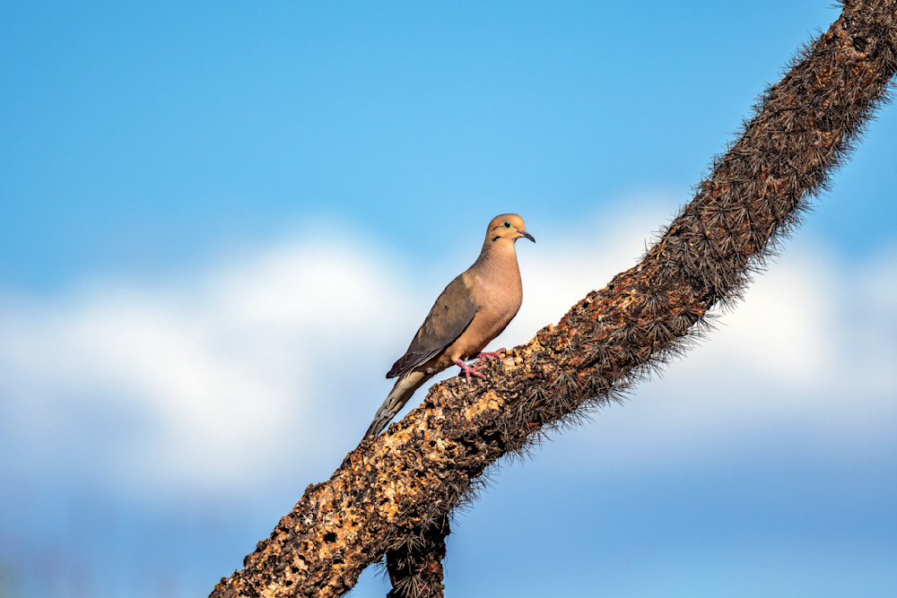 Mourning Dove Photography Art | Images By Cheri