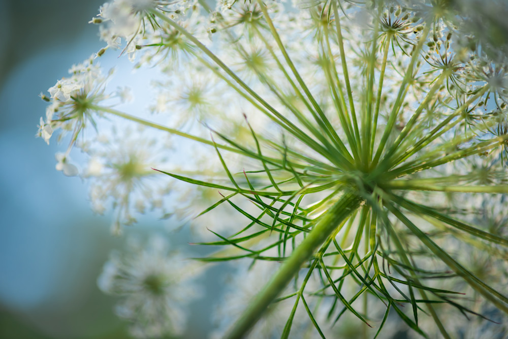 Queen Anne's Lace Fine Art Photograph by Sally Halvorsen on Canvases, Papers, Metals & More