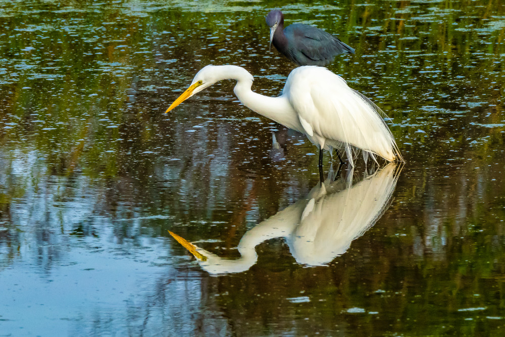 Fishing Egret Photography Art | Jim Hoover Fine Art Photography