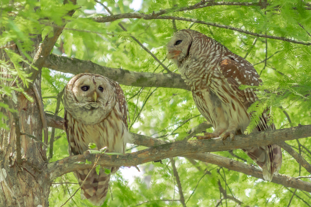 Hooters Two 2 Photography Art | Jim Hoover Fine Art Photography