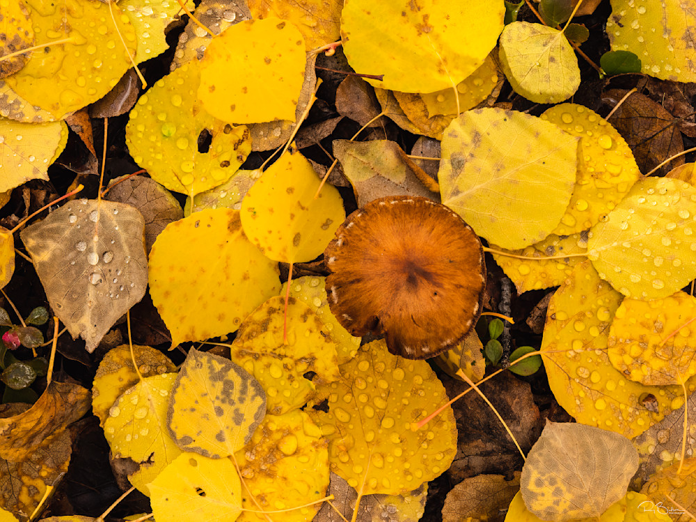 Aspen leaves and mushroom in Alaska.