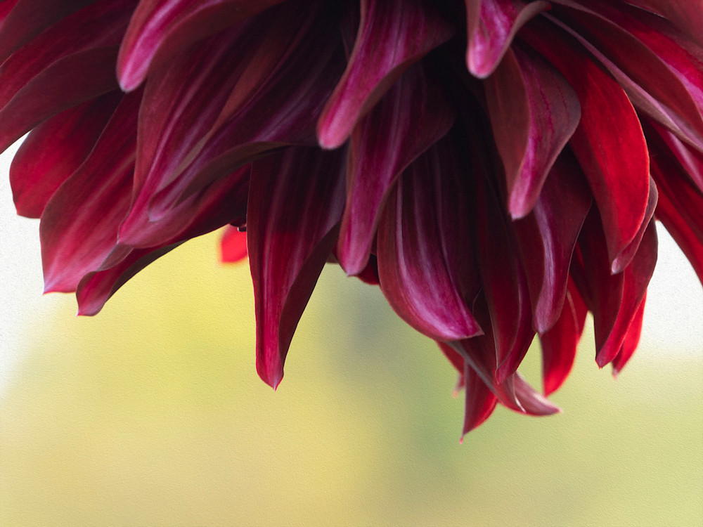 Red Dahlia Photography Art | Cindy Karchner Photography