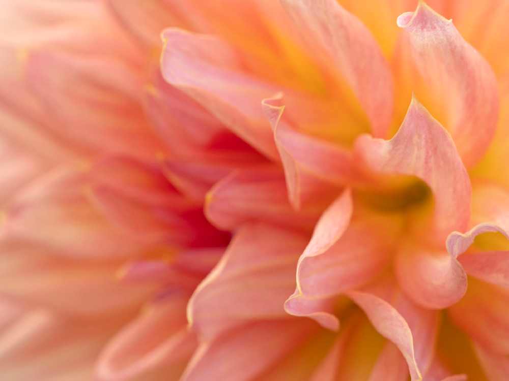 Soft Folds Pink Dahlia Photography Art | Cindy Karchner Photography