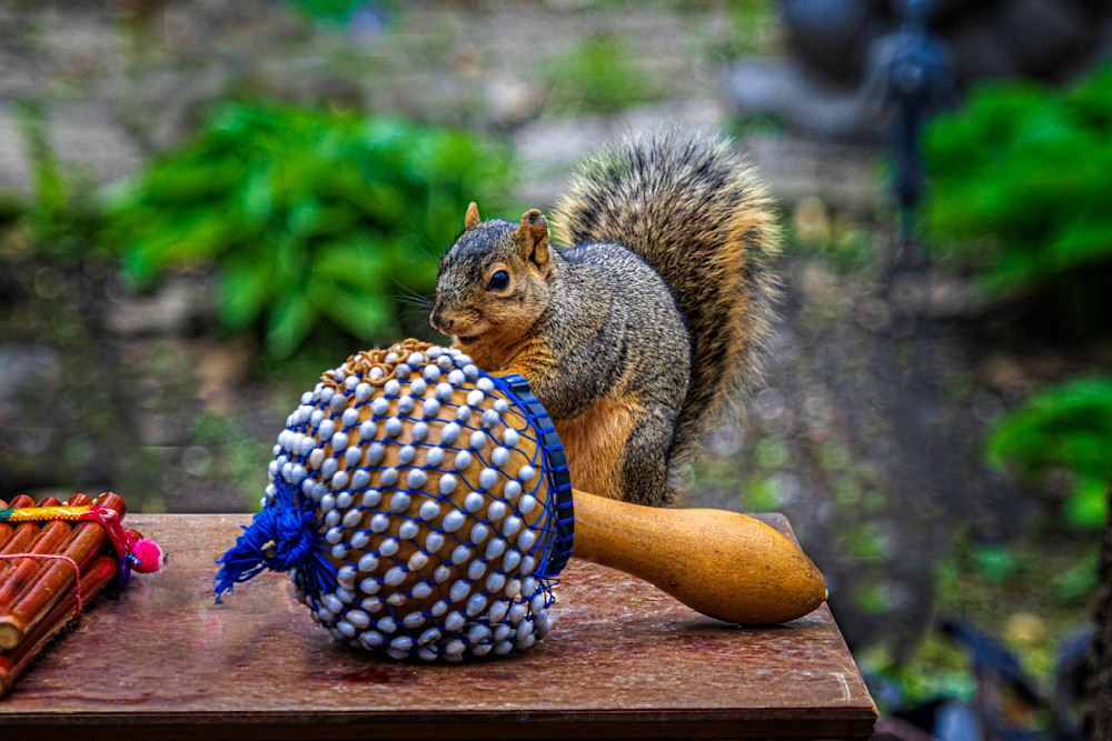 Squirrel Play The Cabasa Photography Art | Paul Kober Photo
