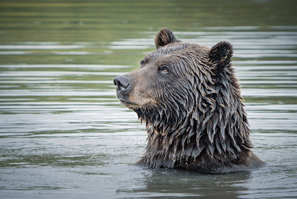 Swimming Grizzly Photography Art | Jim Collyer Photography
