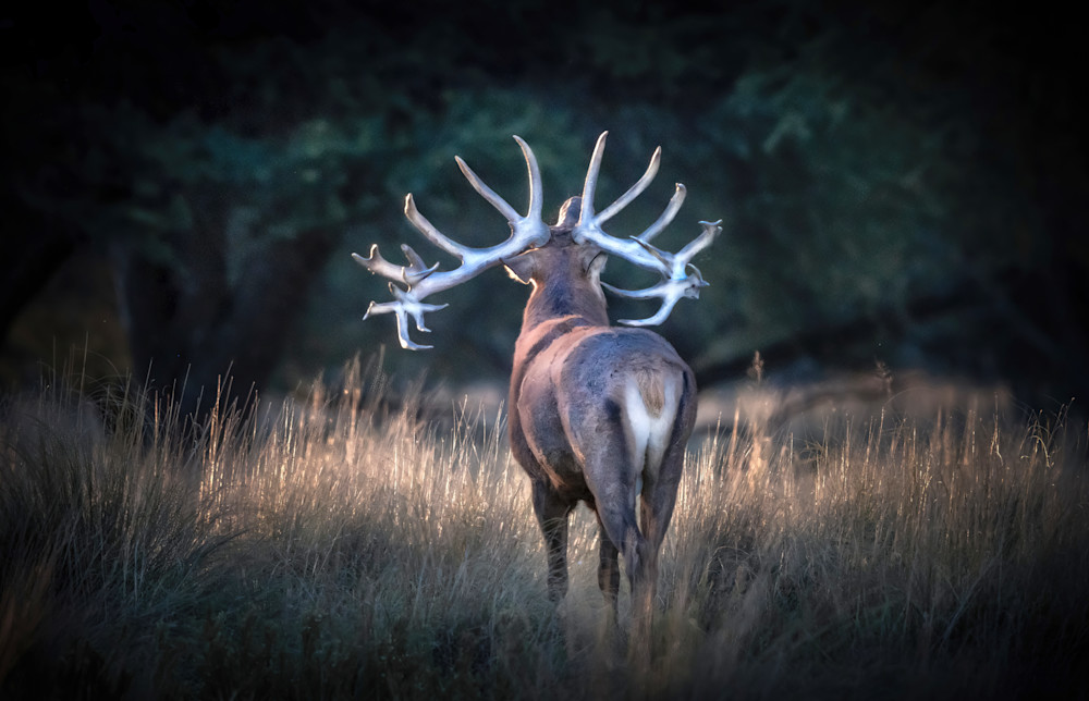 Argentine Stag Photography Art | Jim Collyer Photography
