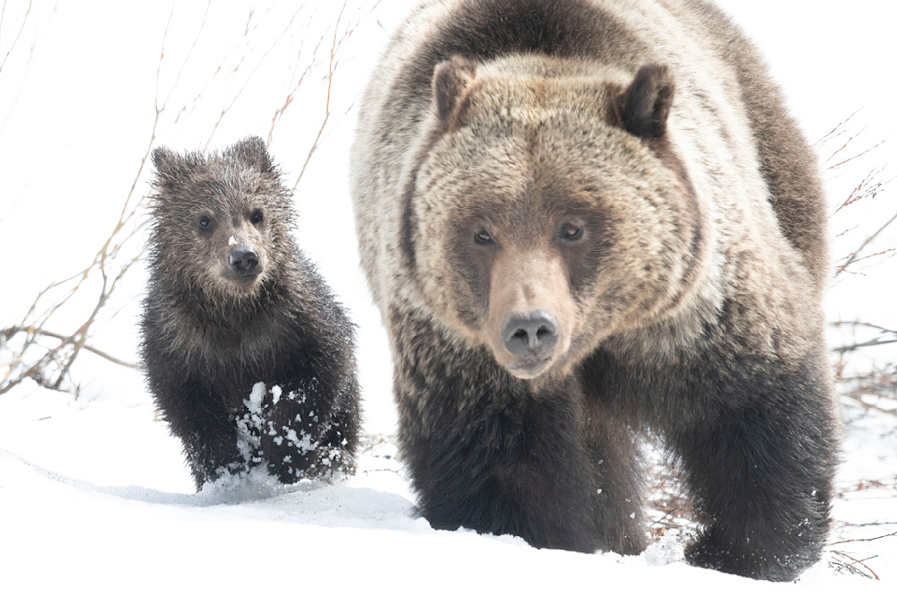 Sow And Cub Photography Art | Jim Collyer Photography