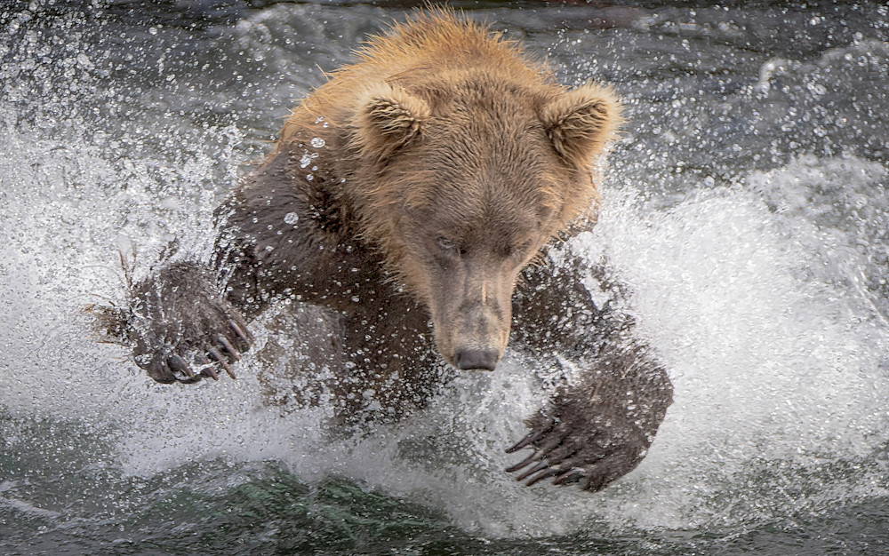 Fishing Grizzly Photography Art | Jim Collyer Photography