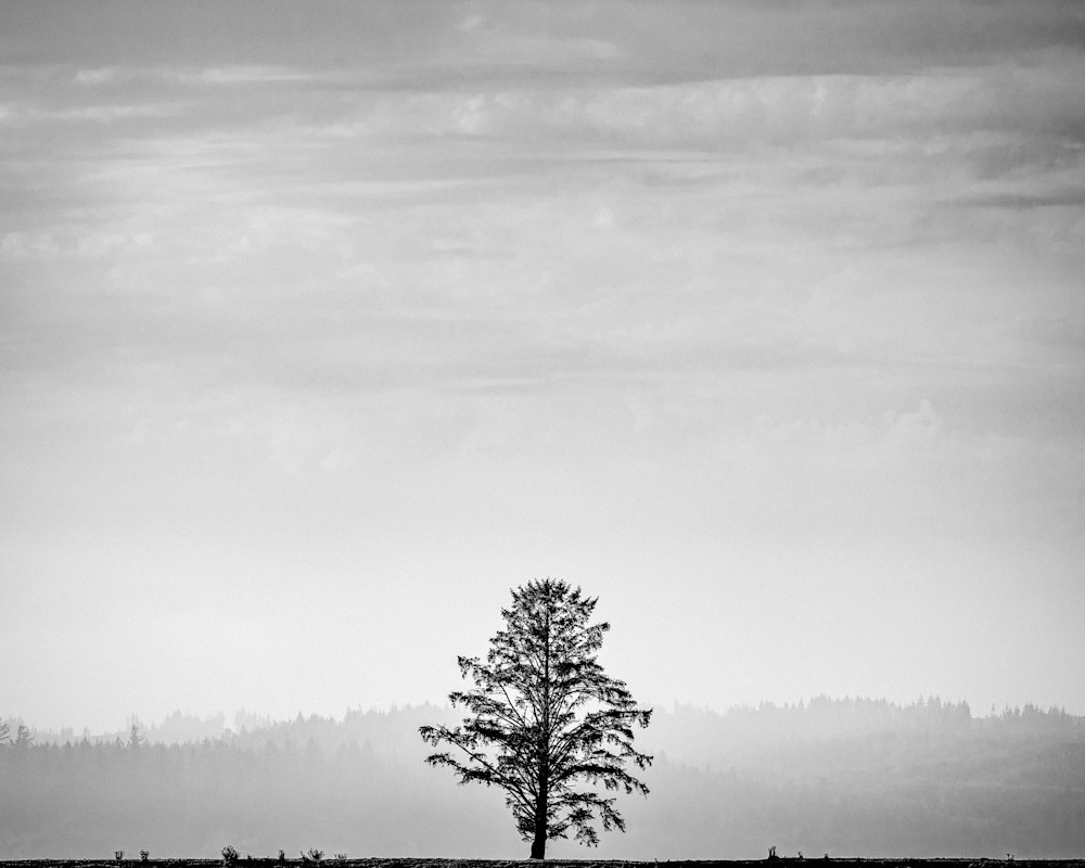 Lone Tree on the Willapa, Washington, 2022
