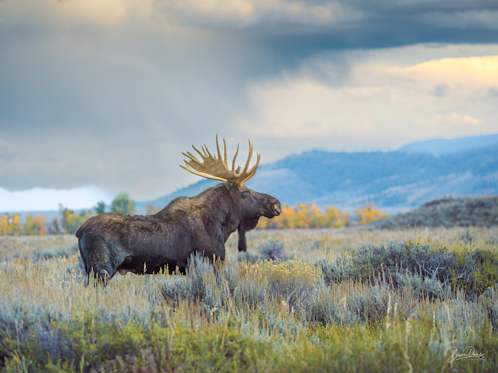 Grand Teton Bull Moose II