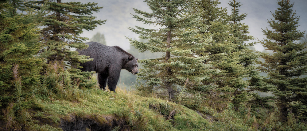 Alaska Grizzly Photography Art | Jim Collyer Photography