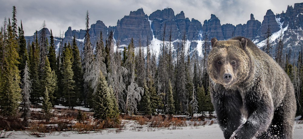 Absaroka Grizzly Photography Art | Jim Collyer Photography