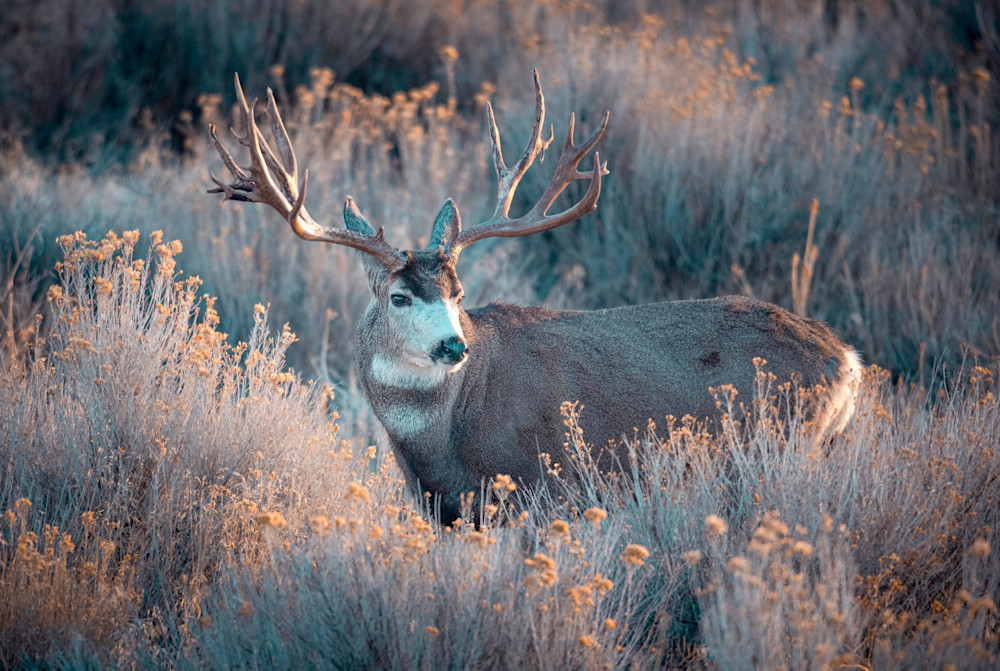 Monster Muley Photography Art | Jim Collyer Photography
