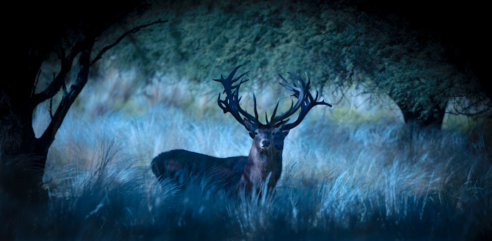 Autumn Stags  Photography Art | Jim Collyer Photography