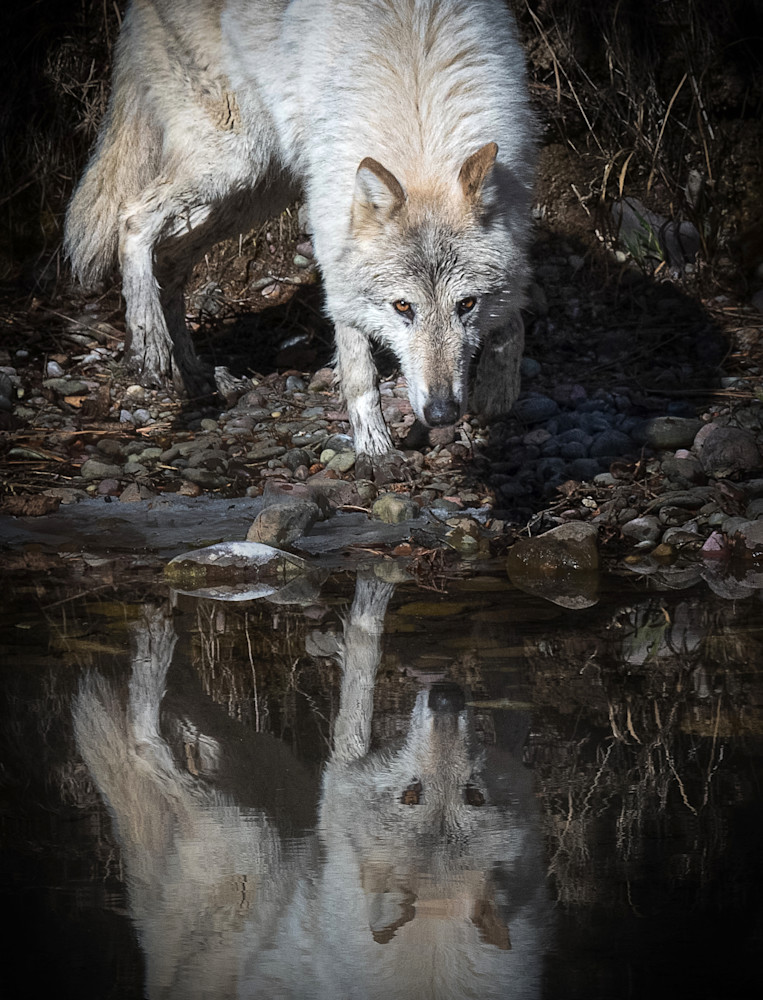 Reflection Wolf 2 Photography Art | Jim Collyer Photography
