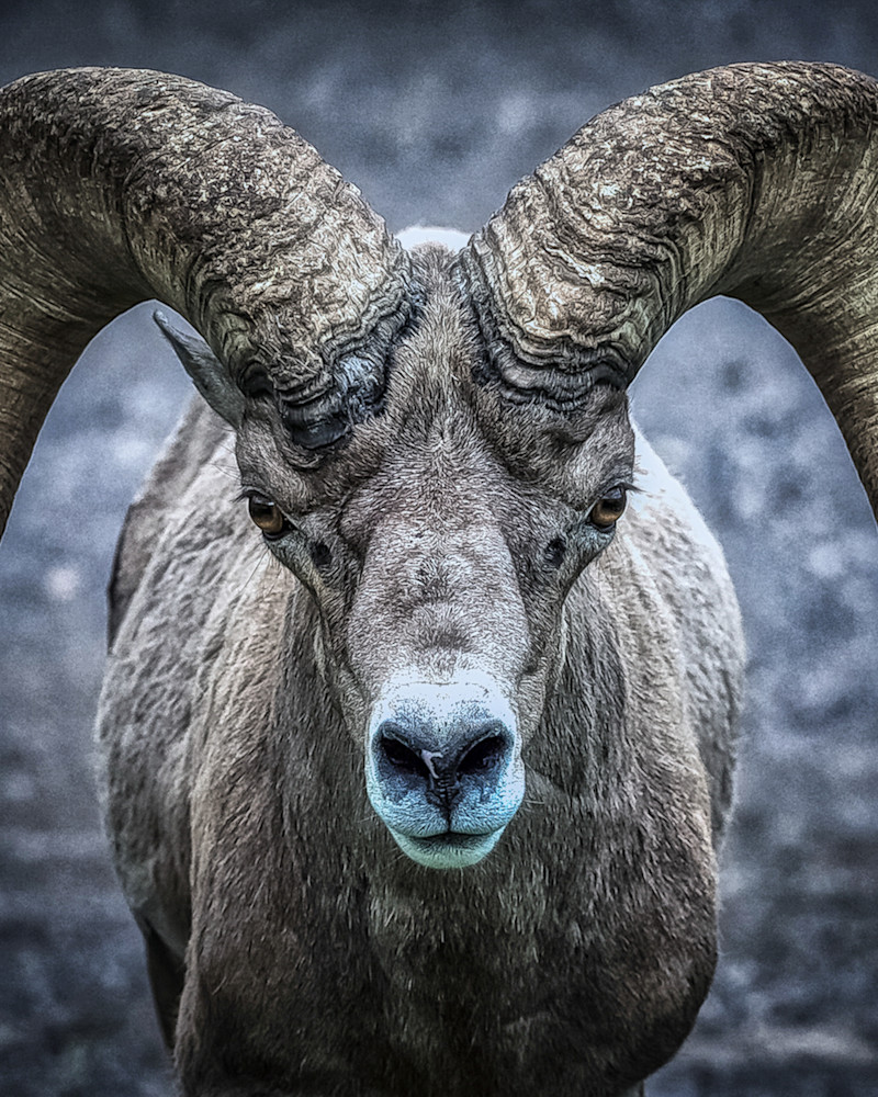 Desert Ram Photography Art | Jim Collyer Photography