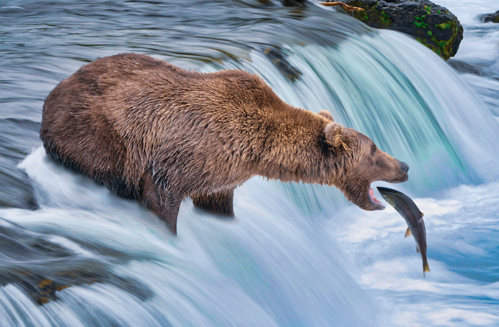 Falls Grizzly Photography Art | Jim Collyer Photography