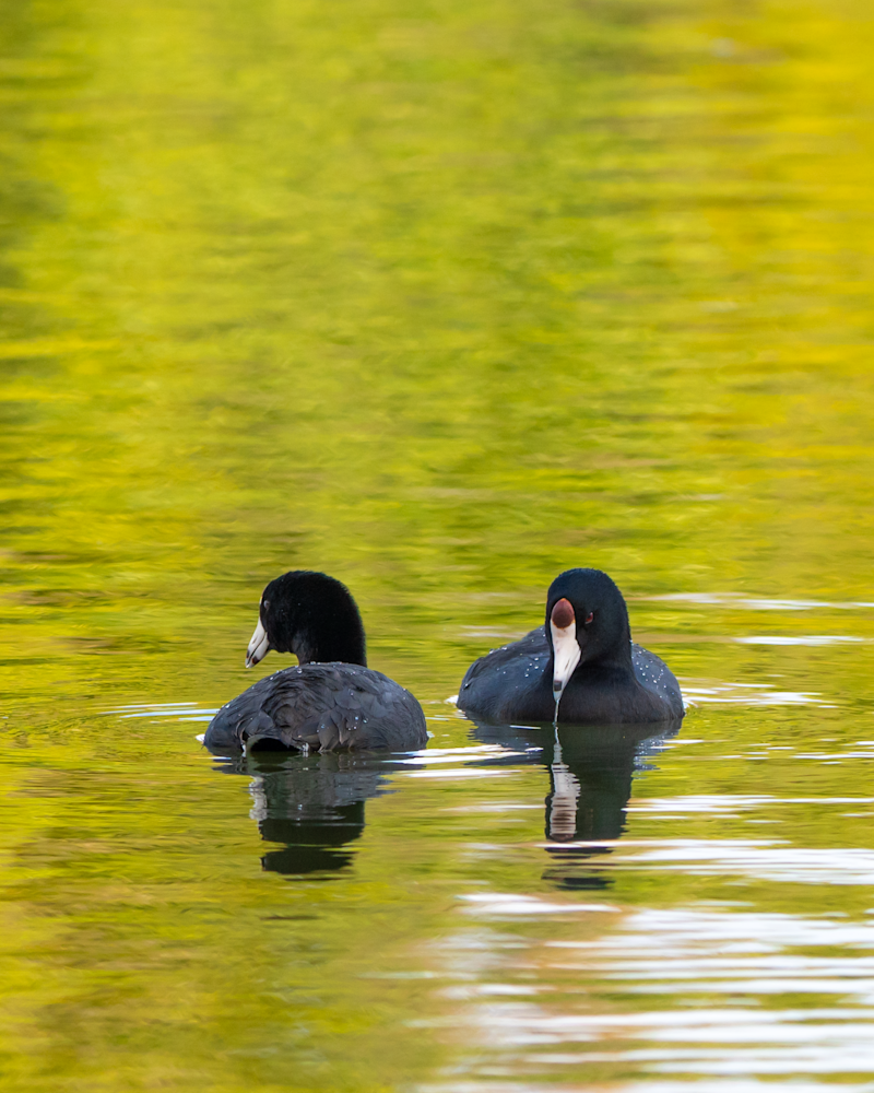 A Couple Of Coots Photography Art | Kelly Nine Photography