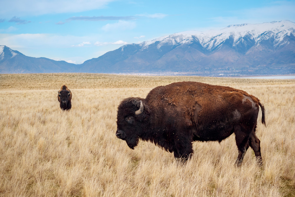 Bison In Front Of Snow Capped Mountains At Antelope Island Photography Art | Images By Cheri