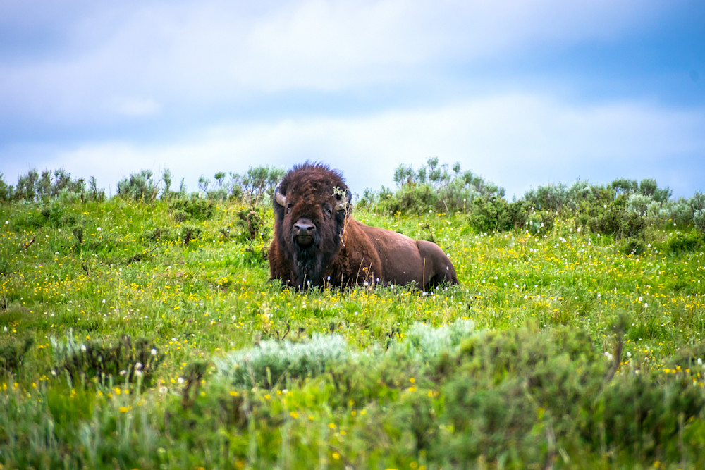 Bison Resting Among The Wild Flowers Photography Art | Images By Cheri