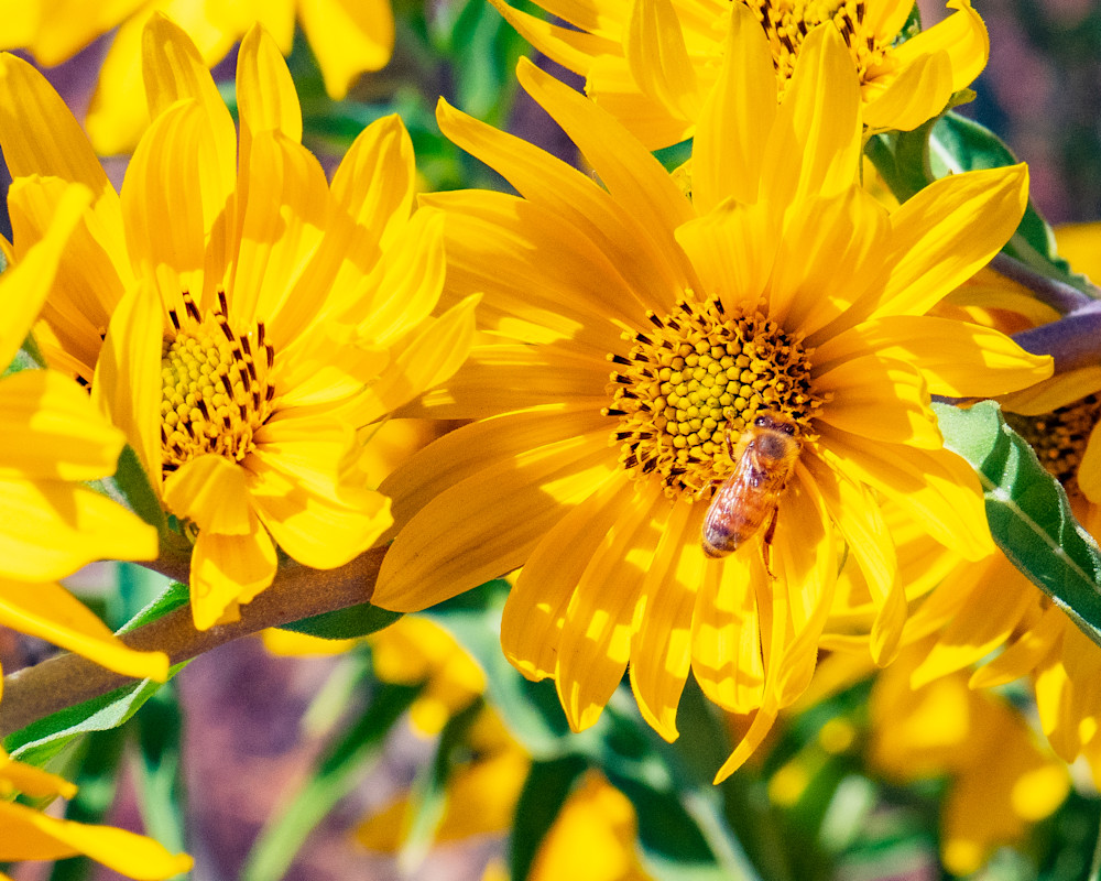 Yellow Flower And Bee Photography Art | Webster Gallery