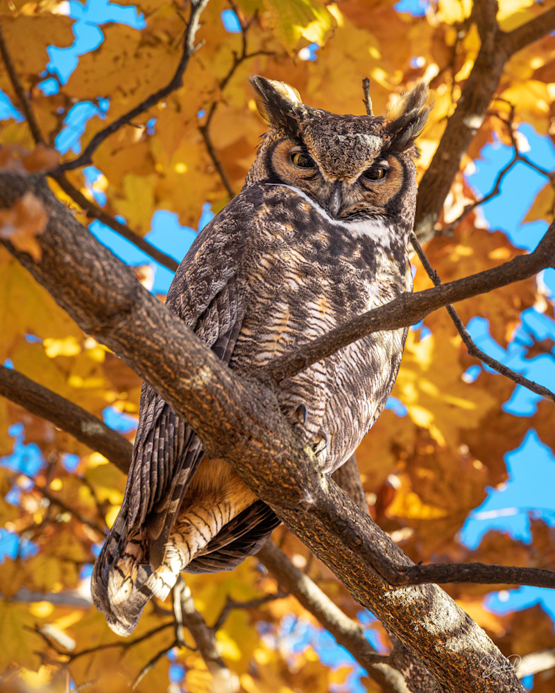 Autumn Great Horned Owl