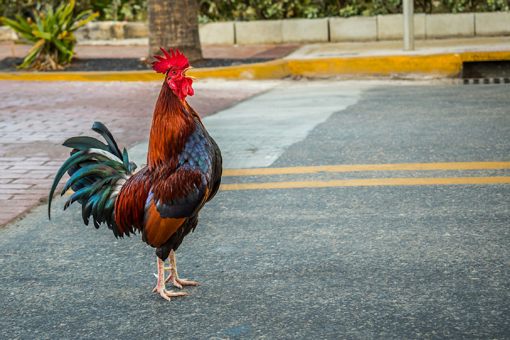 Rooster Traffic Stop Photography Art | Images By Cheri