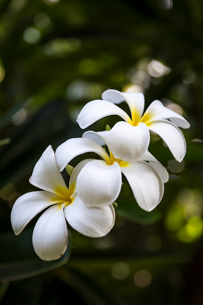 Hawaiian White Plumeria Photography Art | Images By Cheri