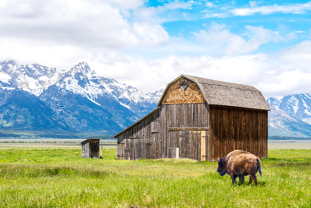 Moulton Barn With Bison Photography Art | Images By Cheri