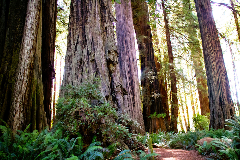 Redwood Giants Photography Art | Images By Cheri