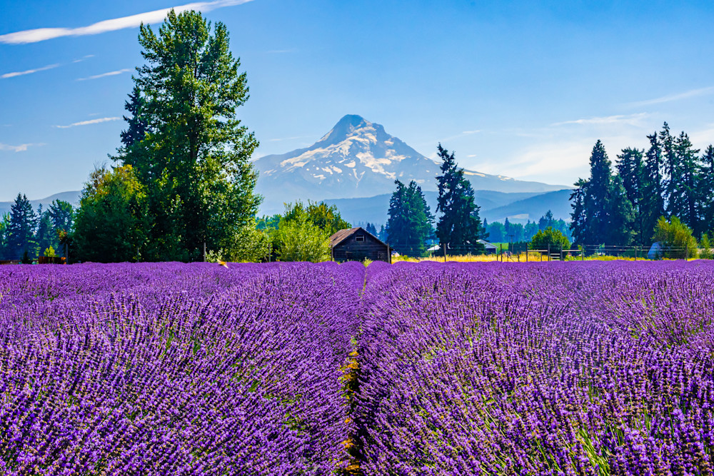 Lavender Field Mt Hood, Washington Photography Art | Images By Cheri