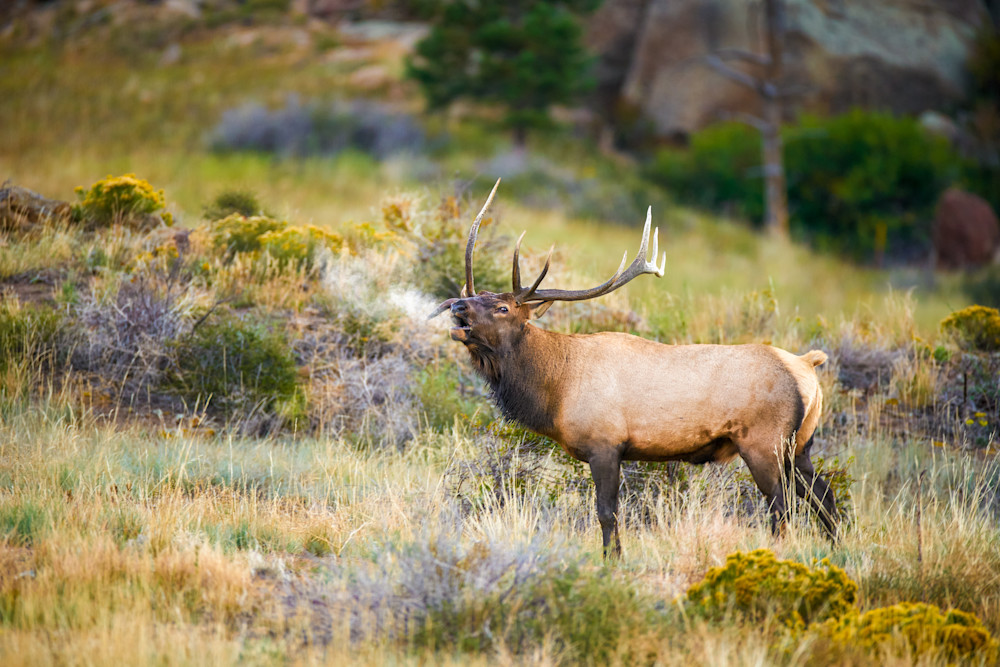 Call Of The Elk Photography Art | Kates Nature Photography, Inc.