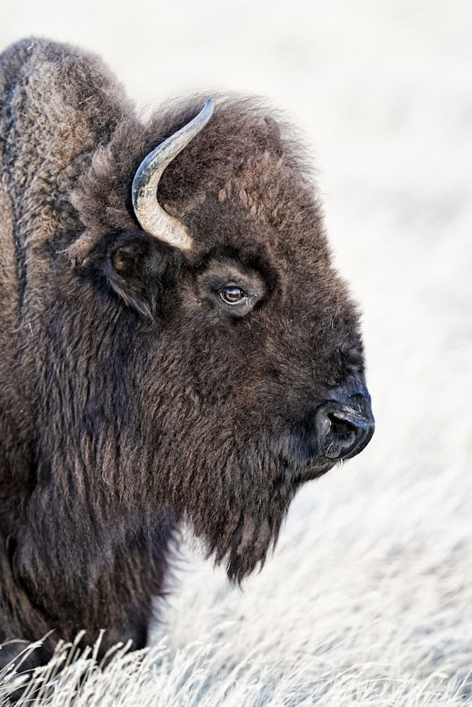 Bison Profile Photography Art | Kates Nature Photography, Inc.