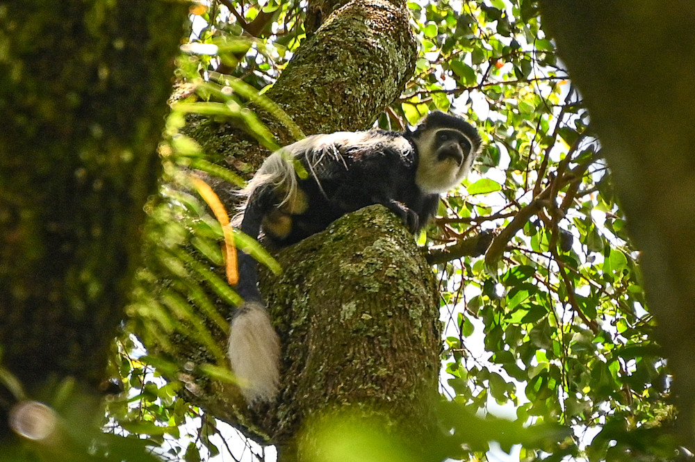 Colobus Monkey.  Kakamega Rain Forest, Kenya. Photography Art | Michael J. Reinhart Photography
